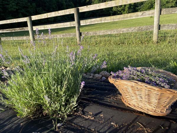 Iron Sun Farm Photo by Suzanna Mora 1