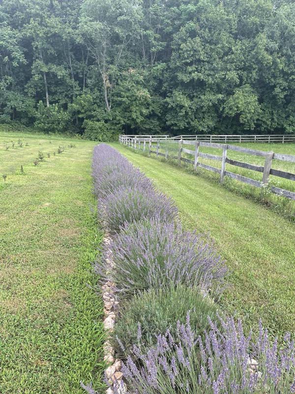 Iron Sun Farm Photo by Suzanna Mora 2