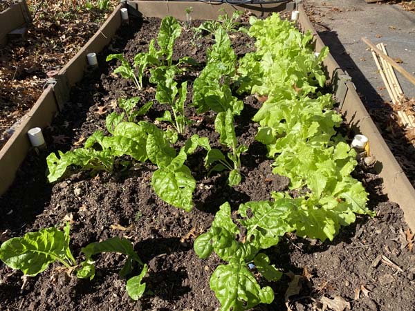 Mini GardenHoop Tunnel Veggies In Garden
