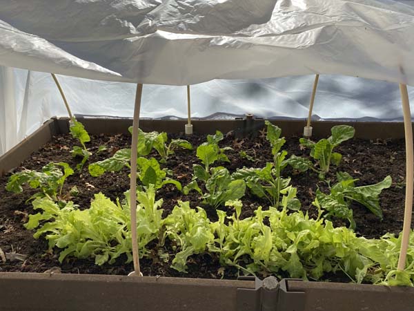 Mini Hoop Tunnel Ventilate when needed