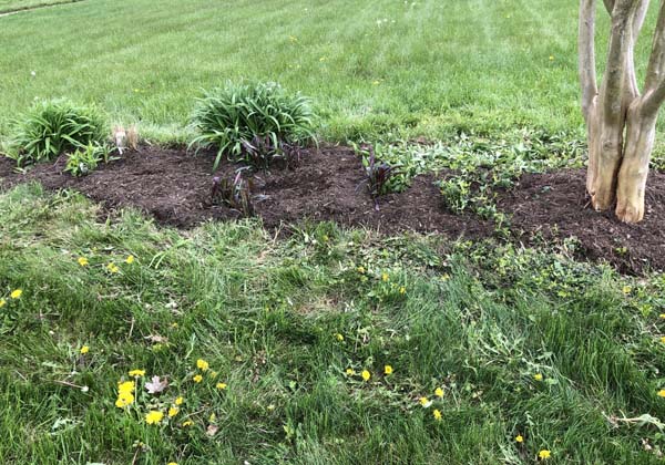 Mulching Flower Beds - Finished 2nd bed
