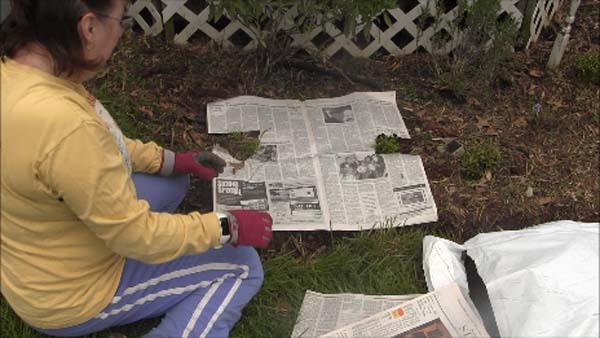 Mulching Flower Beds - Newspaper around Plants