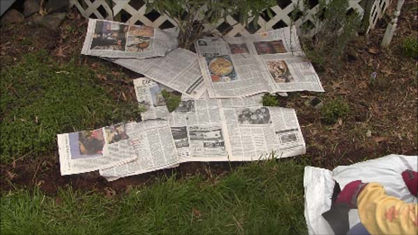 Mulching Flower Beds - Newspaper In Bed