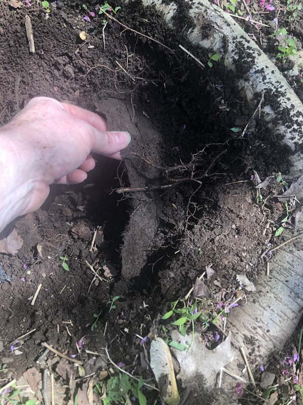 Mulching Flower Beds - Old Landscape fabric at least 5 inches down.