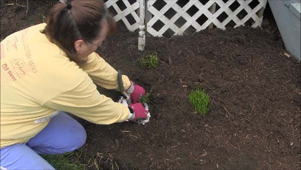Mulching Flower Beds - Add Thyme Plant to hole