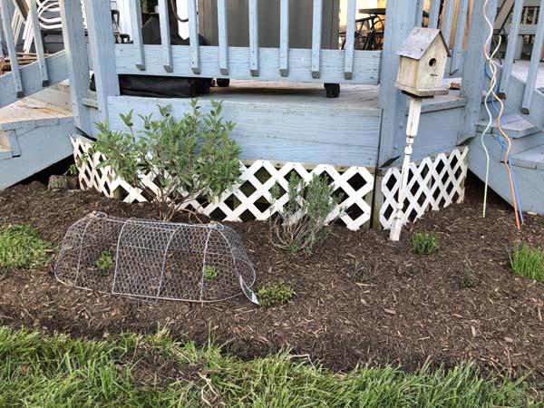 Mulching Flower Beds - Finished 2
