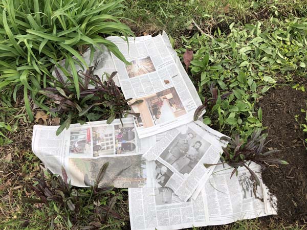 Mulching Flower Beds - Another Bed with Newspaper
