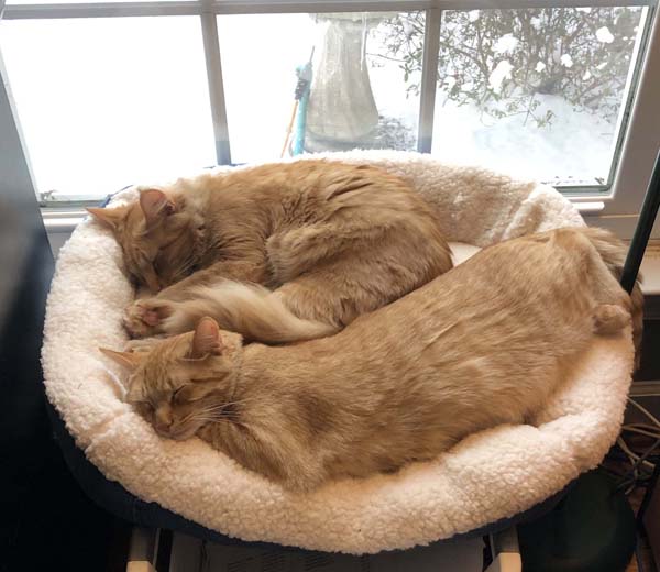 Pet Bed Two Cats Using Large Bed by window