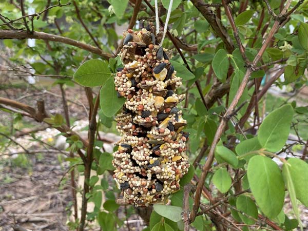 Pine Cone DIY Bird Feeder Finished Hanging
