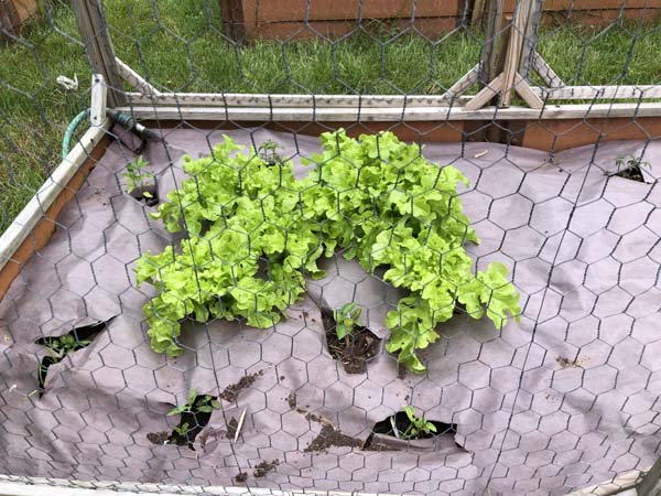 Squirrel Proof Beds 2024 Volunteer Lettuce