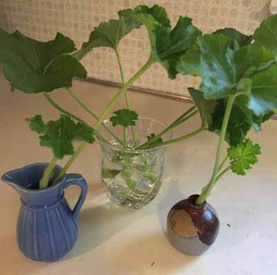 Propagate Geraniums