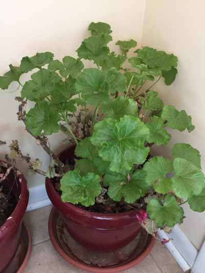 Geranium Plant brought indoors for winter
