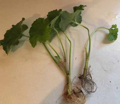 Propagated Geraniums with roots