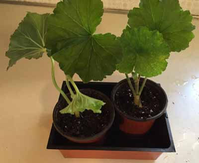 Propagated Geraniums in pots