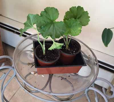 Place propagated geraniums in a sunny location to grow