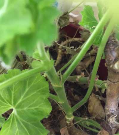 Tender new growth on geranium plant