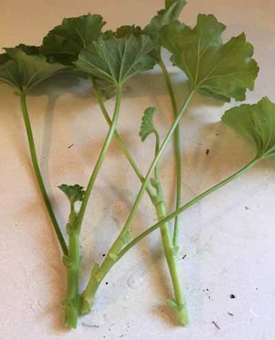 Geranium cuttings ready to be put into water