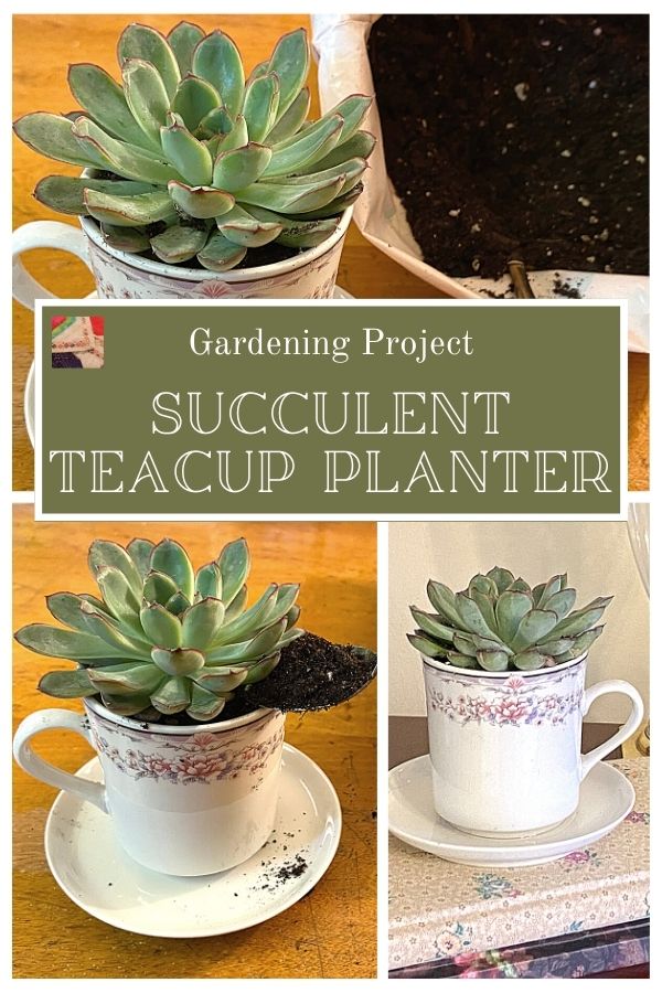 Succulent Teacup Planter - pin