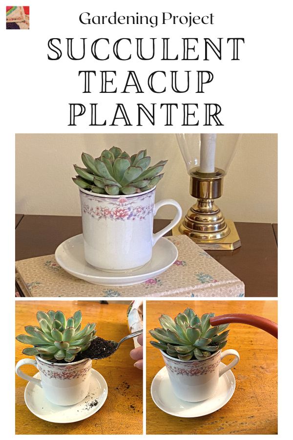 How to make a Succulent Teacup Planter