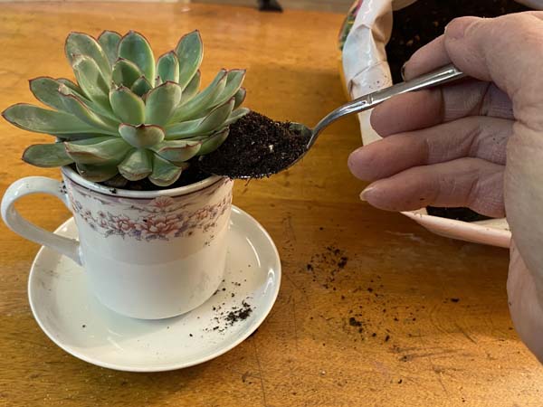 Teacup Planter Add Soil Around Plant