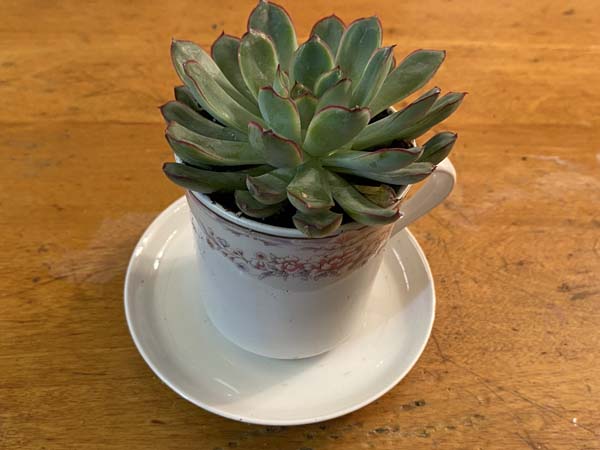 Teacup Planter Finished