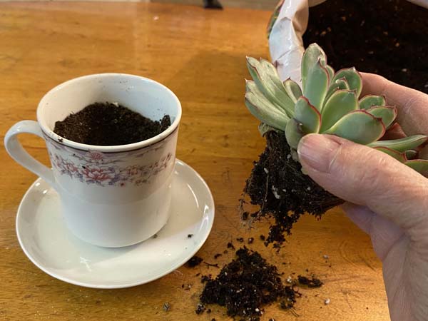 Teacup Planter Prepare Plant