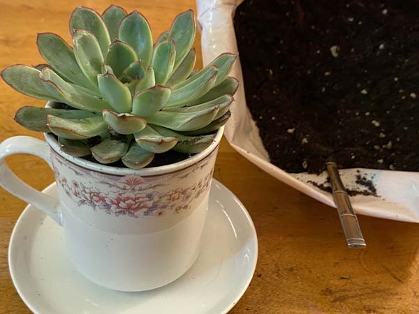 Teacup Planter Soil and Plant