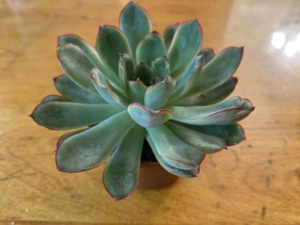 Teacup Planter Succulent Plant