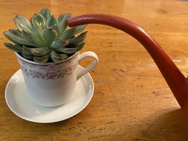 Teacup Planter Water Plant