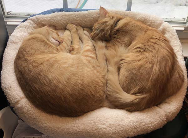 Two Cats Sharing Pet Bed by Window