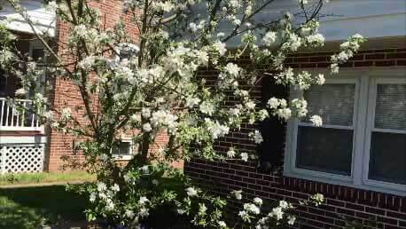 Garden Fruit Tree