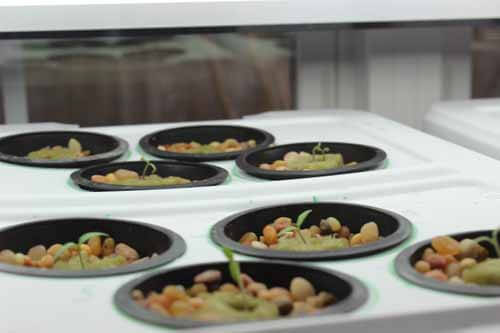 Hydroponic Net Cups Setup