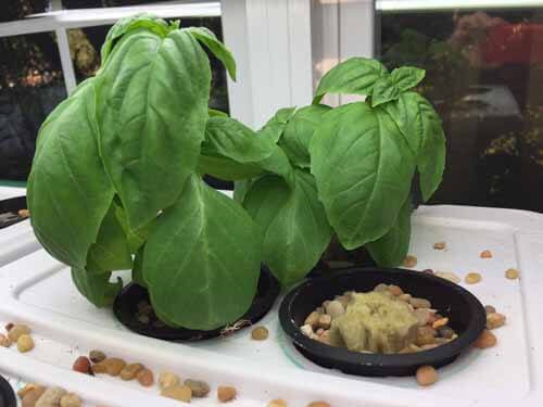 Hydroponic Basil